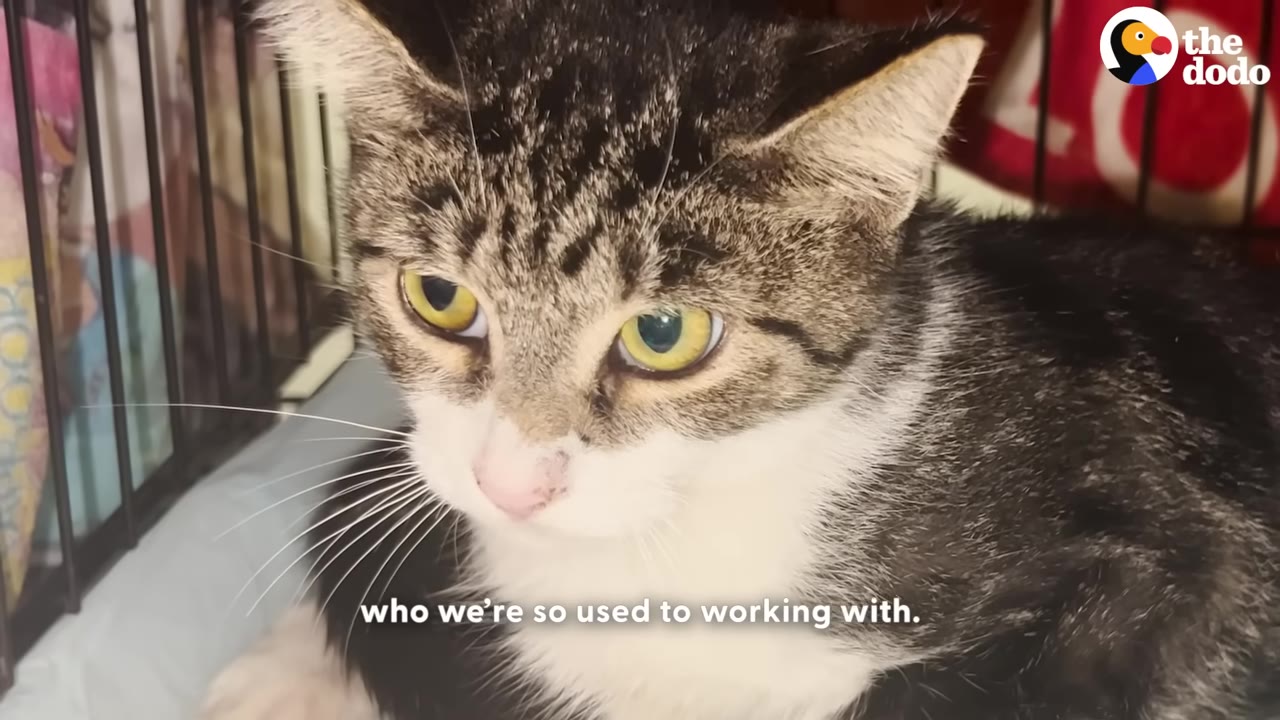 A close-up of a tabby and white cat with yellow eyes looking cautious inside a wire cage.