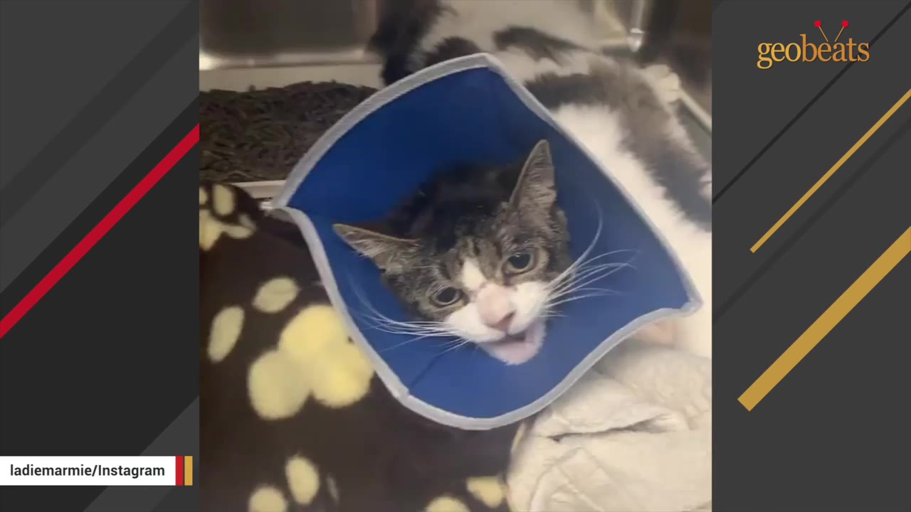 A close-up shot of Marmie, a brown and white tabby cat, wearing a blue protective medical cone around her neck while lying down.