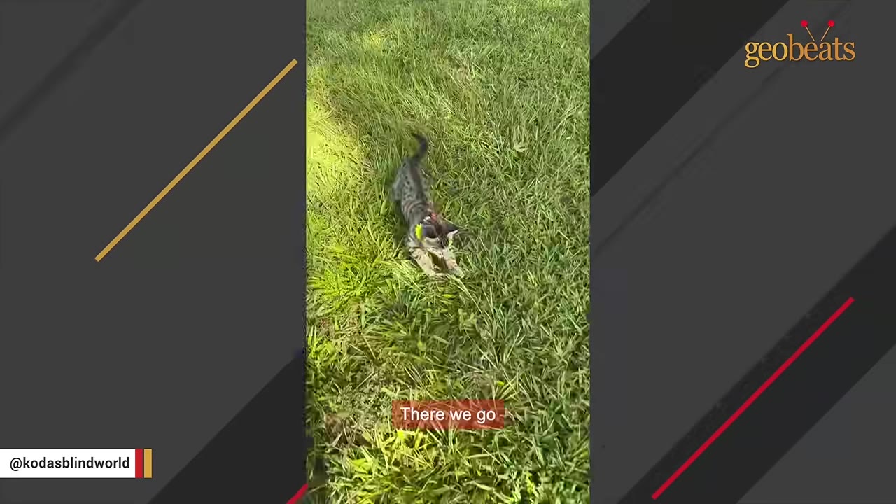 A small tabby kitten wearing a harness explores a grassy lawn.