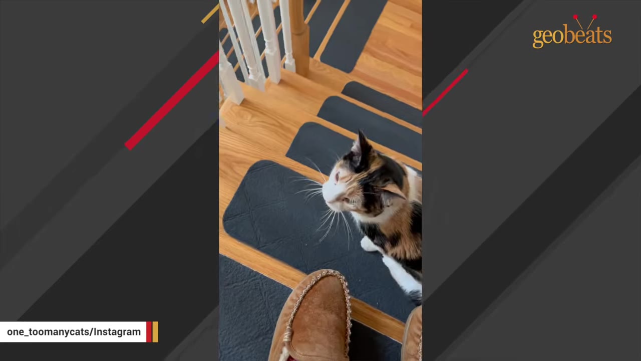 A calico cat stands on wooden stairs with black treads, looking up toward a person wearing brown slippers.