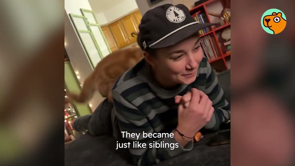 Video frame for Frightened Retreats