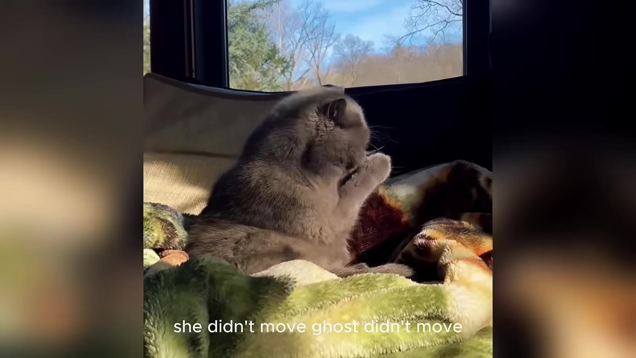 A fluffy grey cat sits nestled in soft blankets near a window, raising its paw to its face in the sunlight.