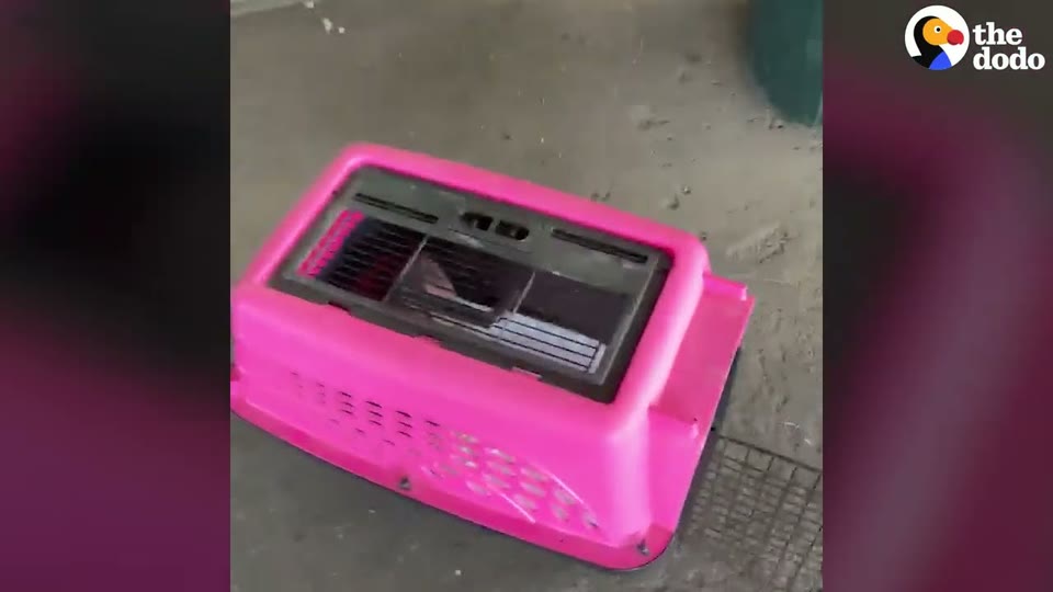 Video frame for Getting The Babies To Safety