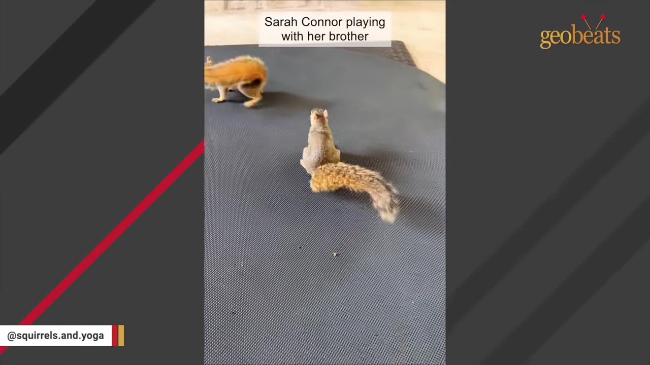 Two young squirrels playing together on a dark grey mat.