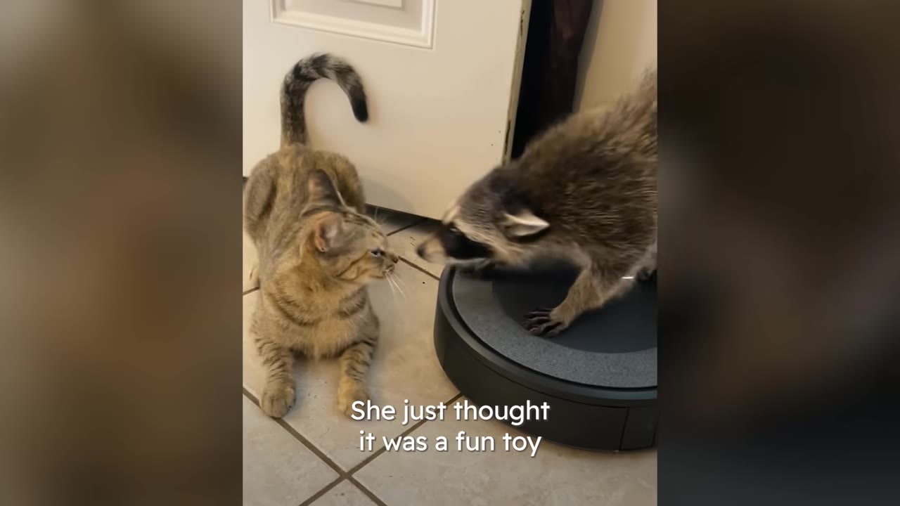 A young raccoon stands on a black robotic vacuum cleaner, leaning forward to sniff a tabby cat lying on the tiled floor.