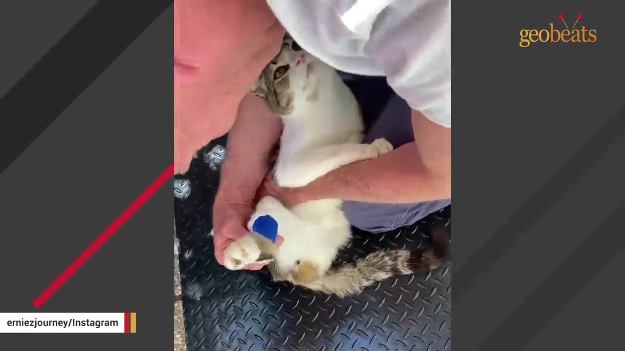 A man gently holds a white and tabby cat with a blue bandage wrapped around its front paw.