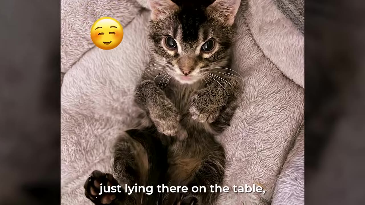 A small tabby kitten lies on its back on a soft grey blanket, looking up with wide eyes, with text overlay reading 'just lying there on the table,'.