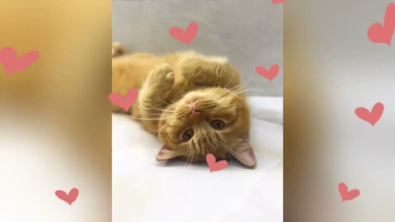 Ohio Woman Felt Herself Disappearing After Her Marriage Ended, Until An Orange Tabby Found Her Patio