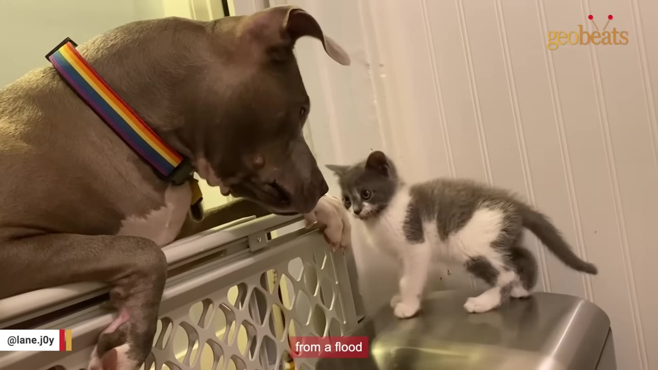 A grey pit bull wearing a rainbow collar looks over a white pet gate at a small grey and white kitten standing on a metal surface.