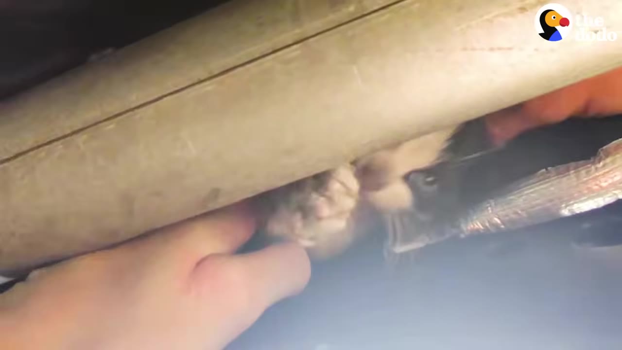 A close-up shot from underneath a car showing a hand reaching in to rescue a small black-and-white kitten nestled near the exhaust pipe.