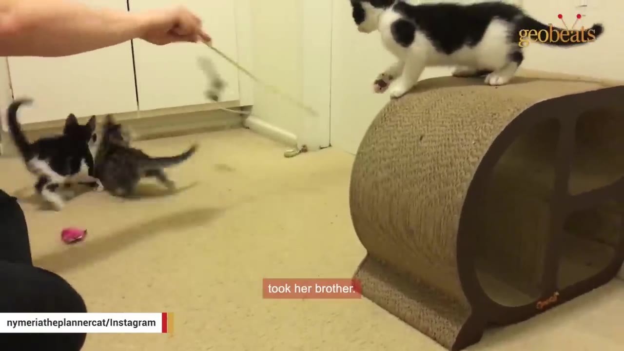 Three small kittens playing in a room, with one black and white kitten on top of a curved scratching post and two other kittens playing on the carpeted floor.