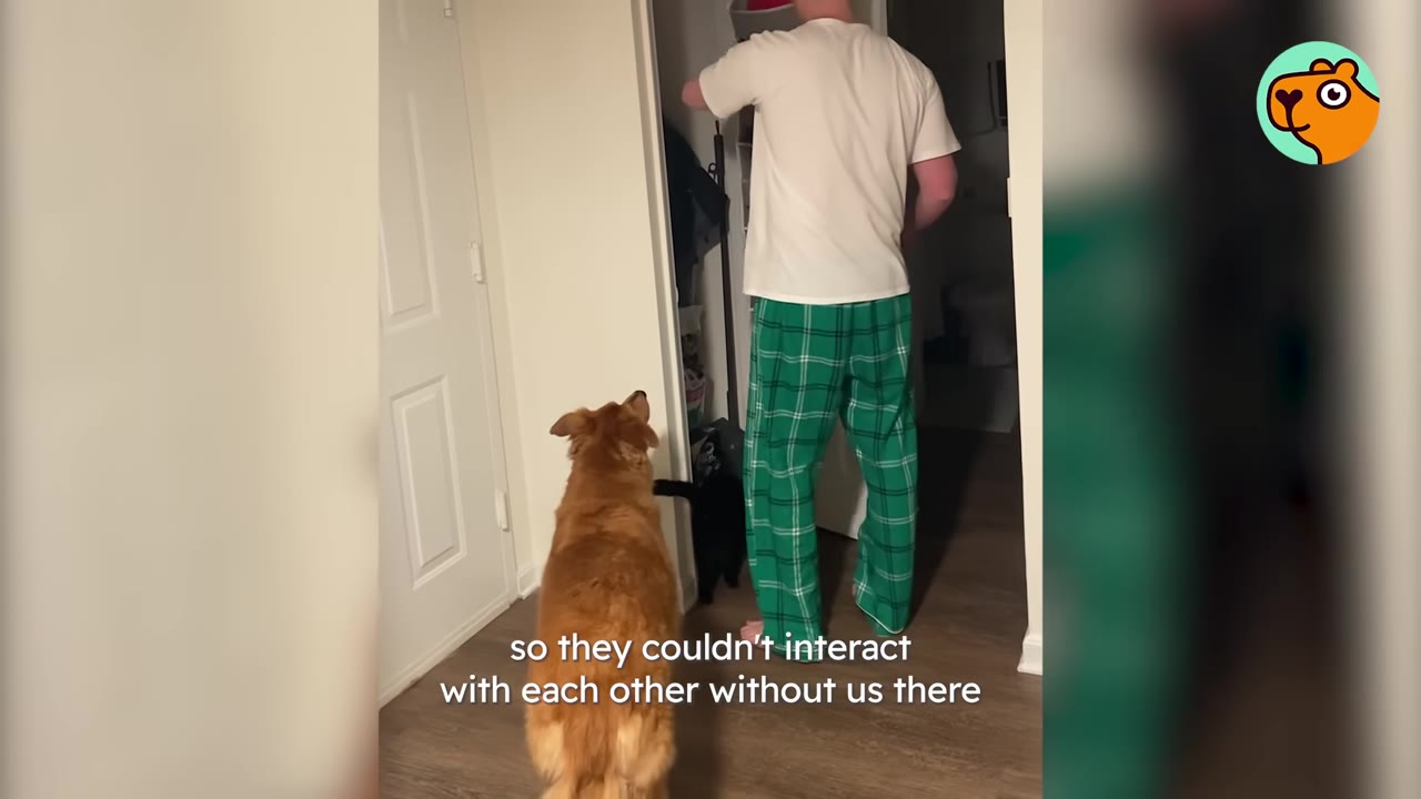 A golden dog stands in a hallway looking towards a doorway where a man in green plaid pajama pants stands, with a small black cat visible near the doorway.