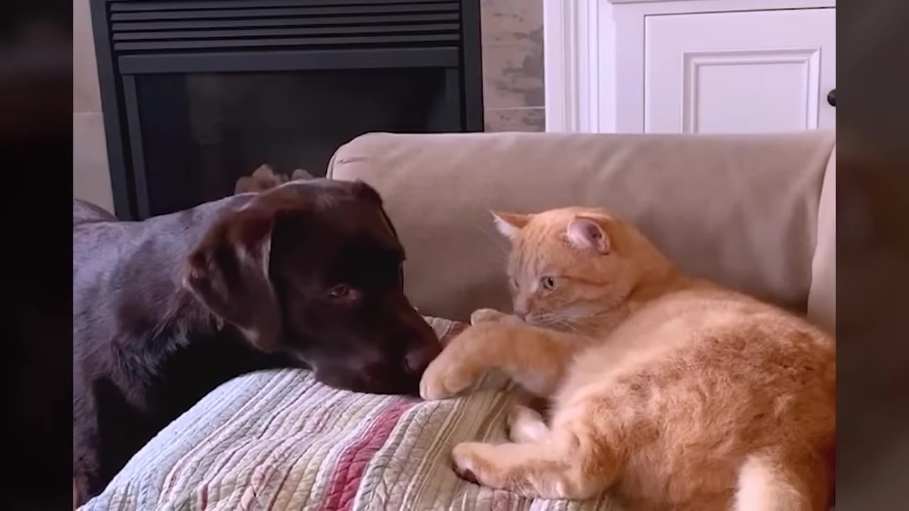 An orange cat lying on a couch raises its paw toward a chocolate Labrador retriever looking at it.