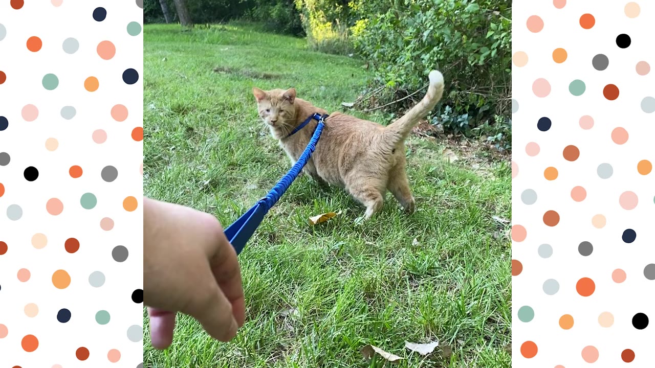 An orange cat wearing a blue harness and leash stands on green grass, looking back towards the camera.