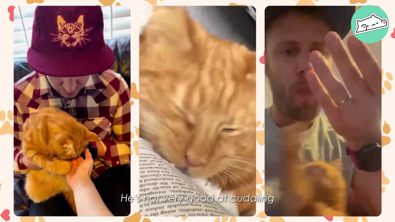 A three-panel split screen showing an orange cat interacting with people, with the caption 'He's not very good at cuddling' at the bottom.