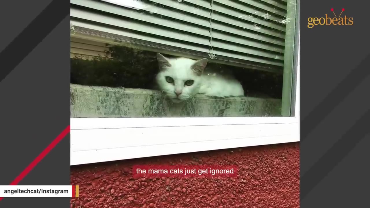 A white cat peers out from behind window blinds, looking sad as she rests her chin on the window sill.