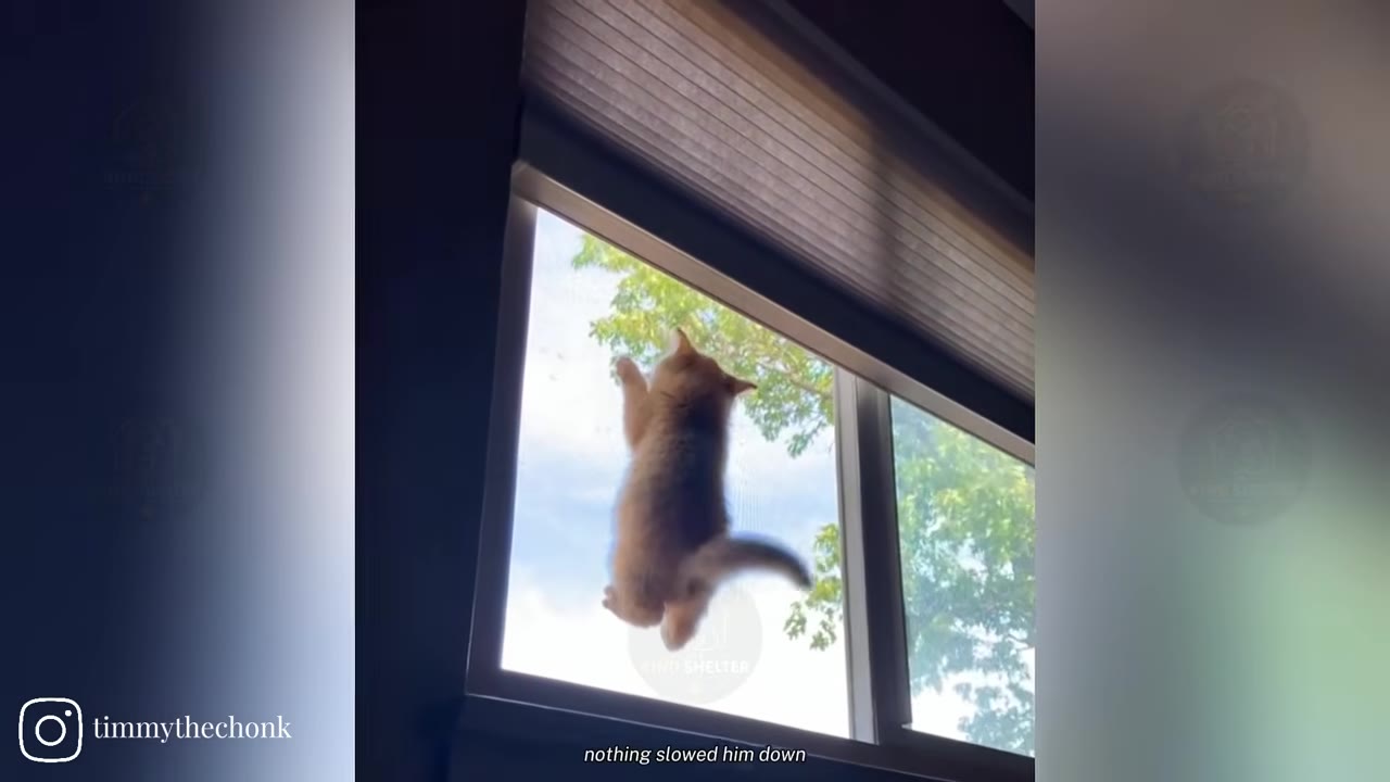 An orange kitten climbs up a window screen, clinging to the mesh with its paws as it looks out at the trees.