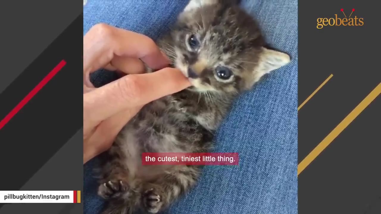 A tiny tabby kitten lying on blue jeans while a person's hand gently pets its chin.