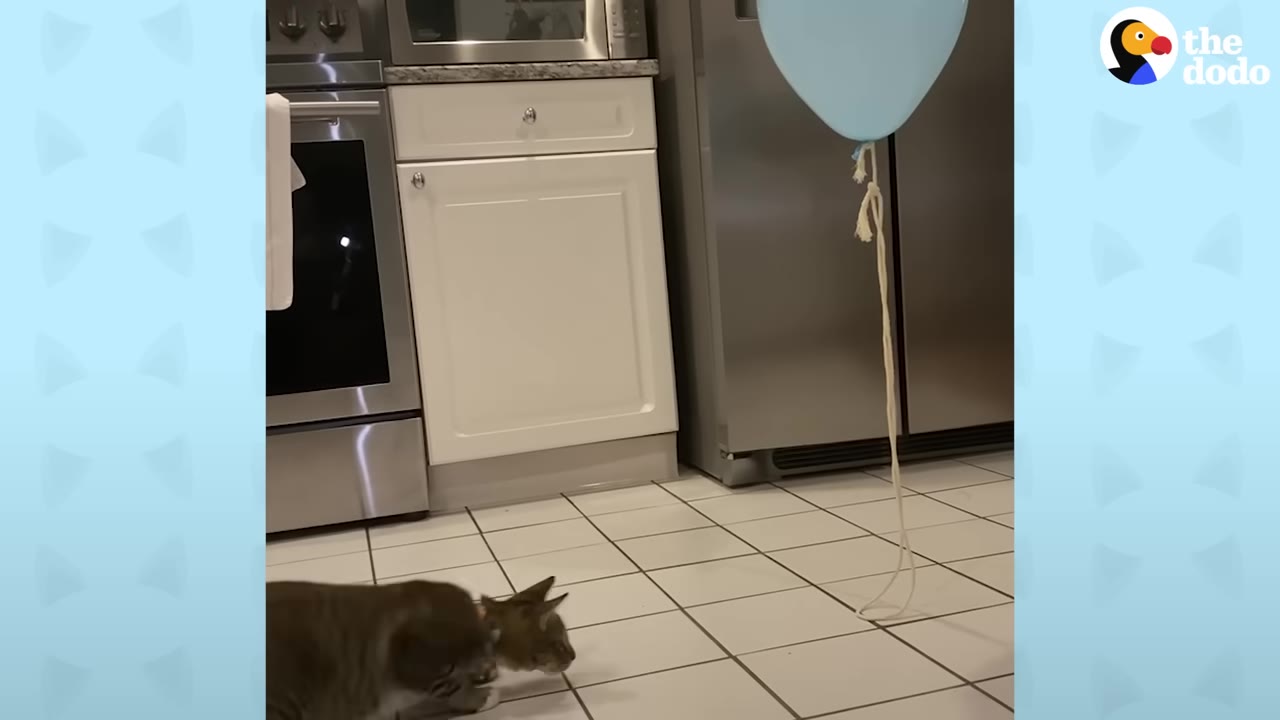 A tabby cat on a tiled kitchen floor looks towards a light blue balloon floating with its string resting on the ground.