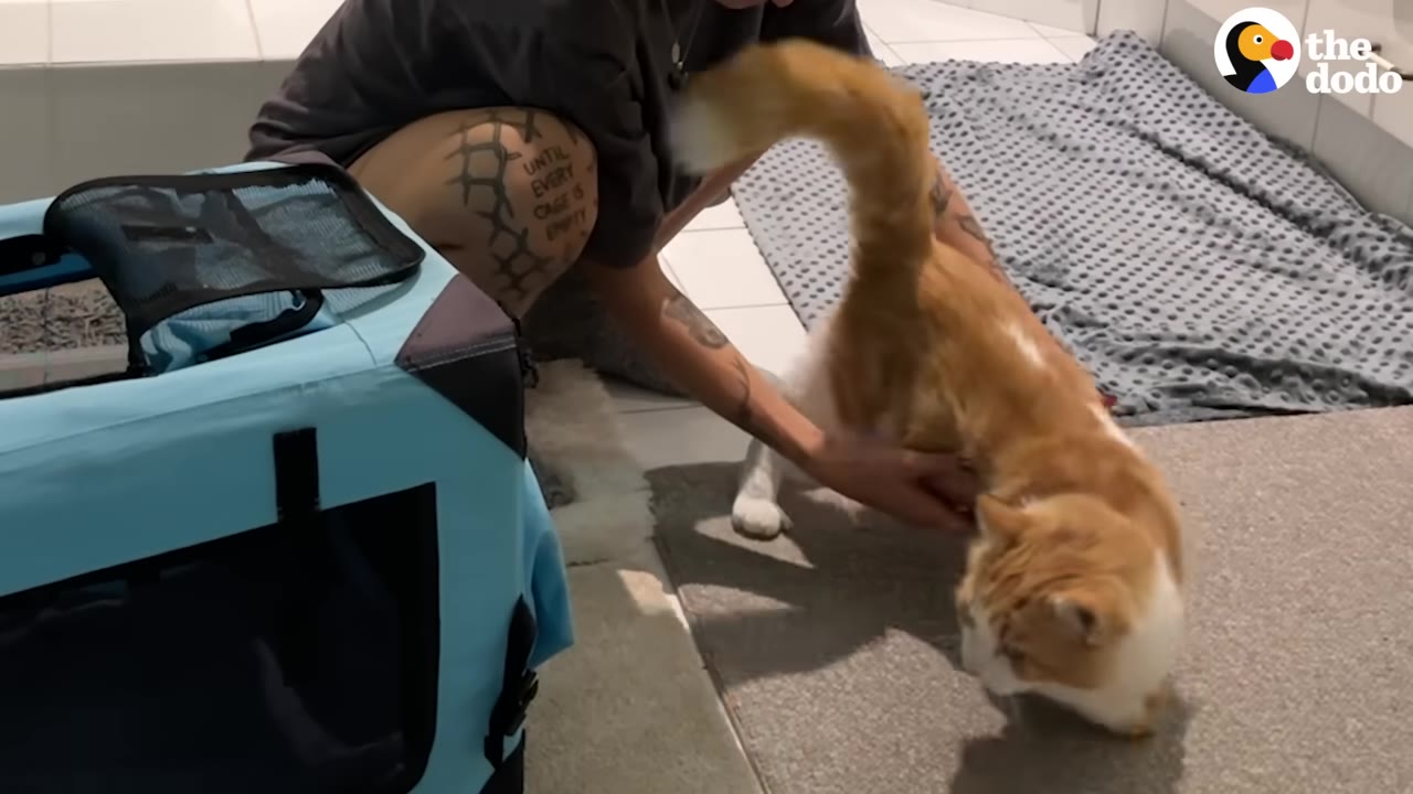 A person with tattoos on their arm and leg gently pets an orange and white cat on the floor next to a blue pet carrier.