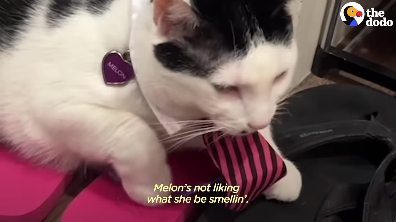A black and white cat named Melon wearing a pink and black striped tie and a purple heart-shaped collar tag, sniffing something off-camera with a displeased expression.