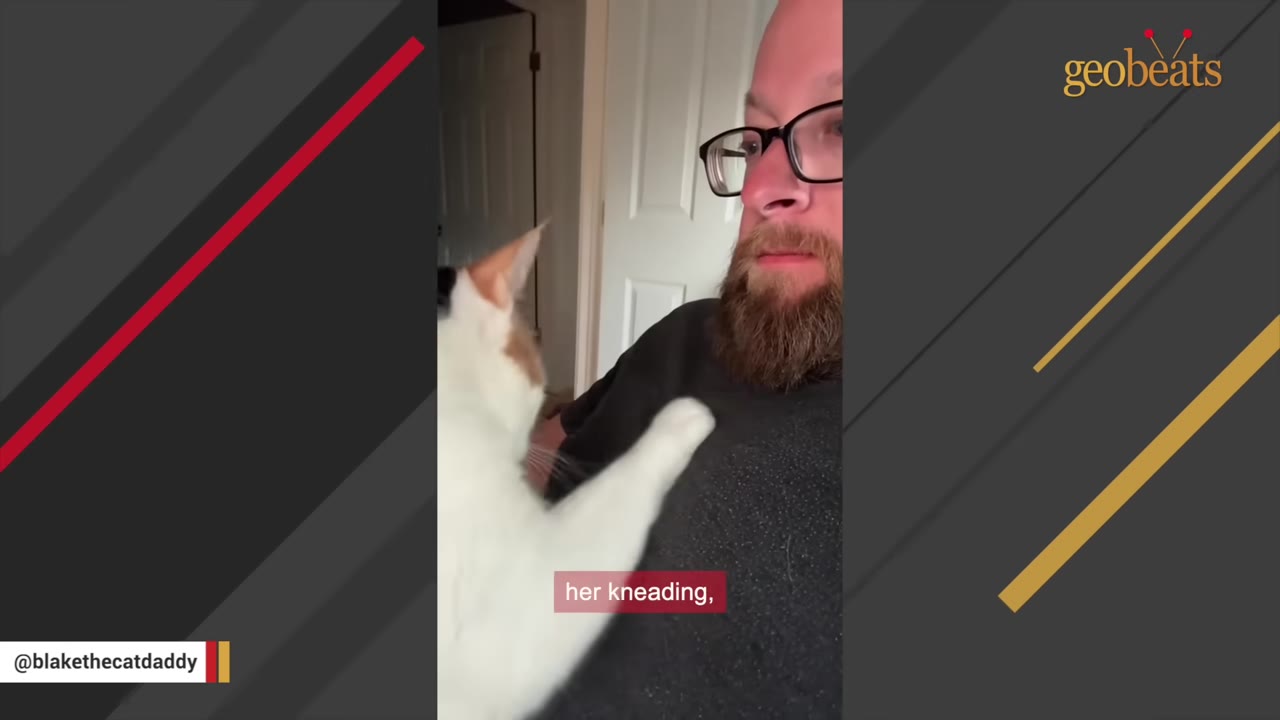 A white and calico cat sits on a man's lap and extends her paw to knead his chest.