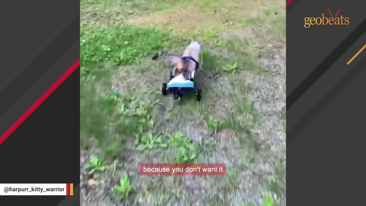 A cat wearing a harness and using a two-wheeled cart to walk on a grassy path outdoors.