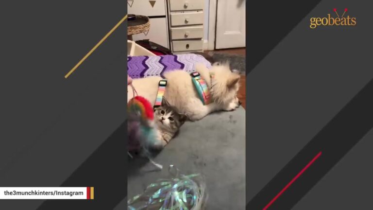 Texas Family Adopts A Quirky Little Cat, But Their Dog Decides The Feline Is Actually His Baby