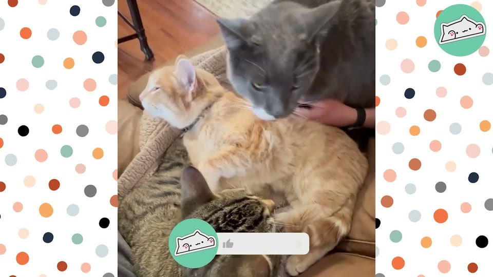 Video frame for Meeting His Best Friend