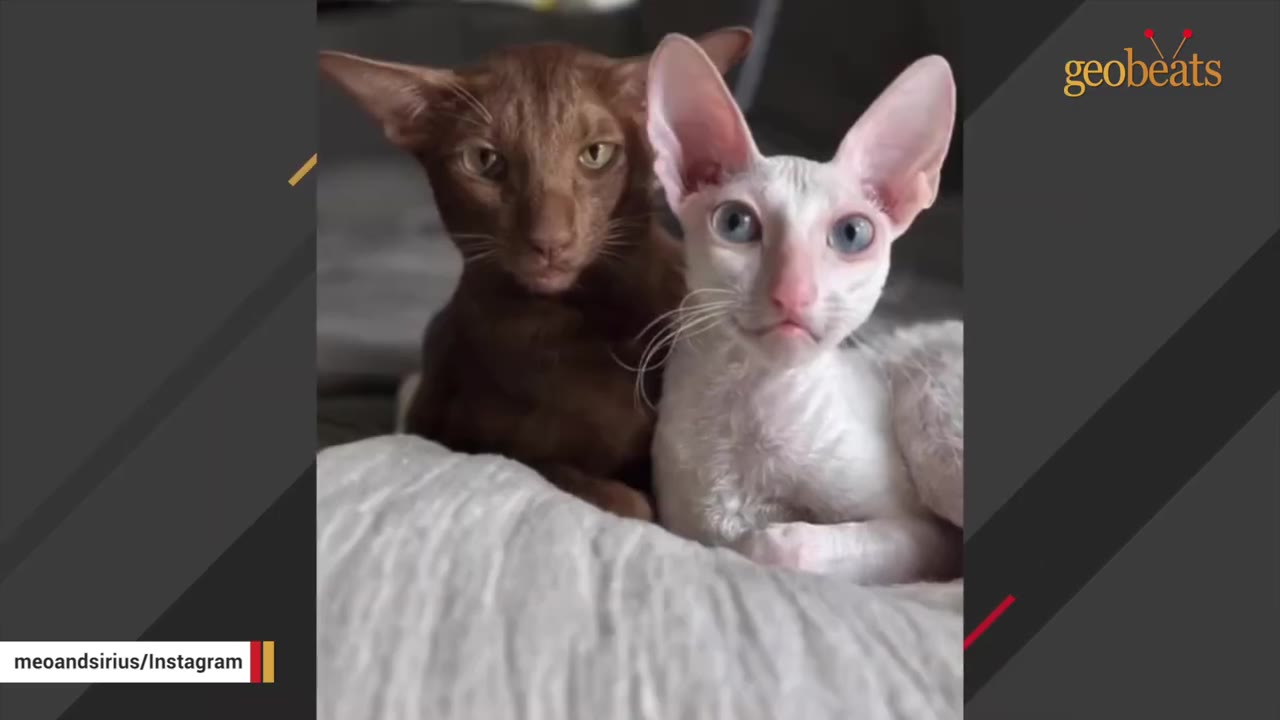 A brown Oriental Shorthair cat and a white Cornish Rex cat with blue eyes sitting side-by-side on a bed.