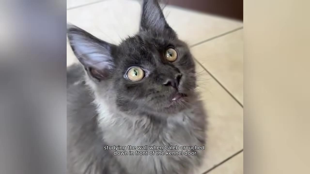 A close-up shot of a fluffy, dark grey Maine Coon kitten with large, expressive yellow-green eyes looking upward.