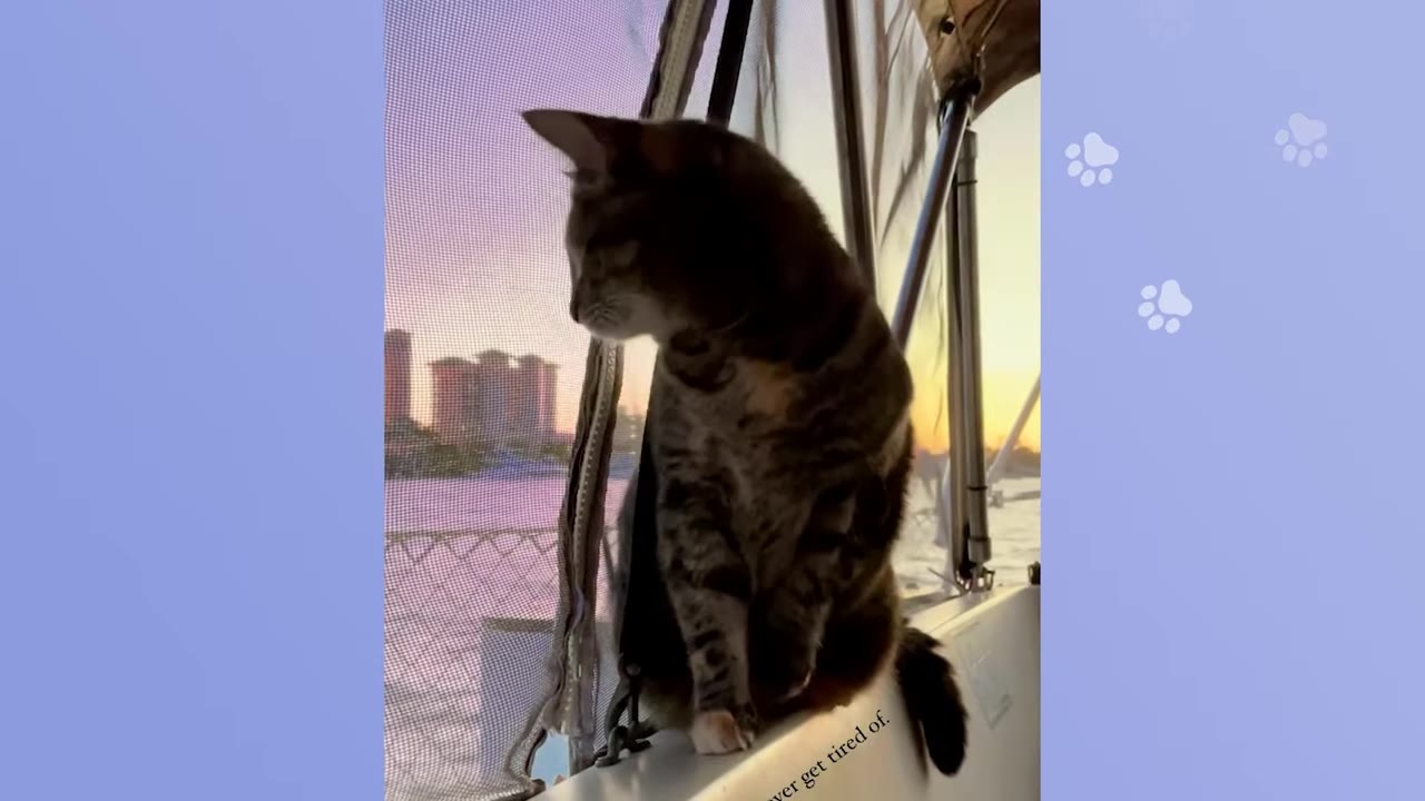 A tabby cat sits on the edge of a boat, looking out at a sunset over the water with city buildings in the distance.
