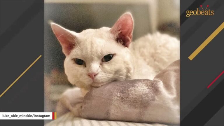 Pennsylvania Family Grieving A Heartbreaking Loss Finds Healing In A Tiny Kitten Nobody Wanted