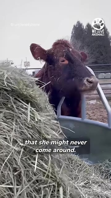 A brown cow stands behind a metal hay feeder filled with hay, looking forward with a neutral expression under an overcast sky.