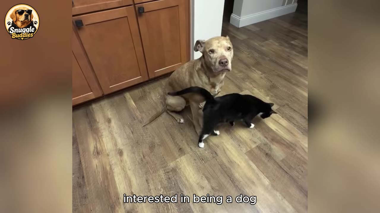 A tan pit bull-type dog sitting on a wooden floor, looking directly at the camera, while a black and white cat walks in front of him.