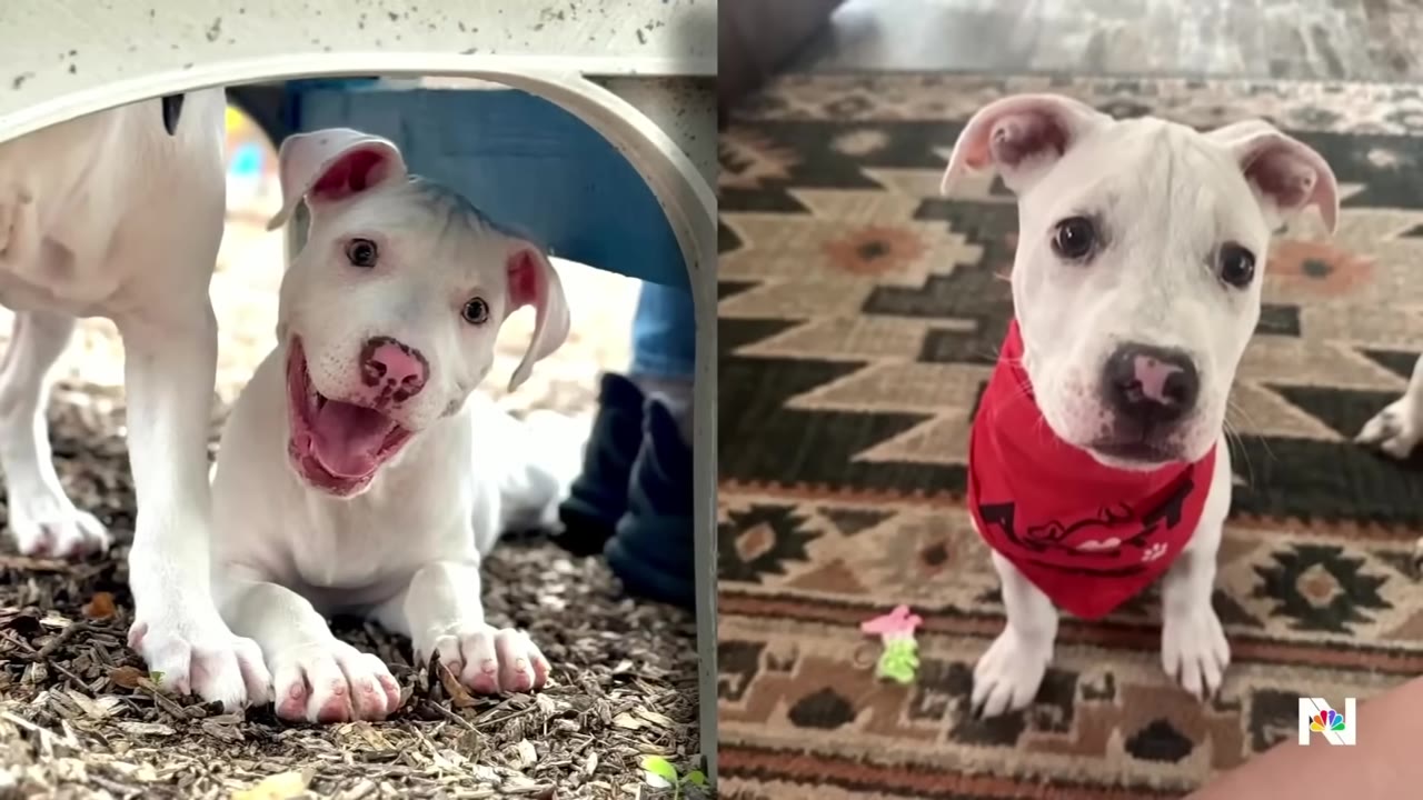 A split-screen image showing two white puppies; on the left, a puppy smiles while lying on wood chips under a structure, and on the right, a puppy wearing a red bandana sits on a patterned rug.