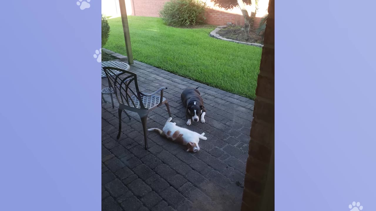 A black and white dog sits on a brick patio watching an orange and white cat roll on its back.