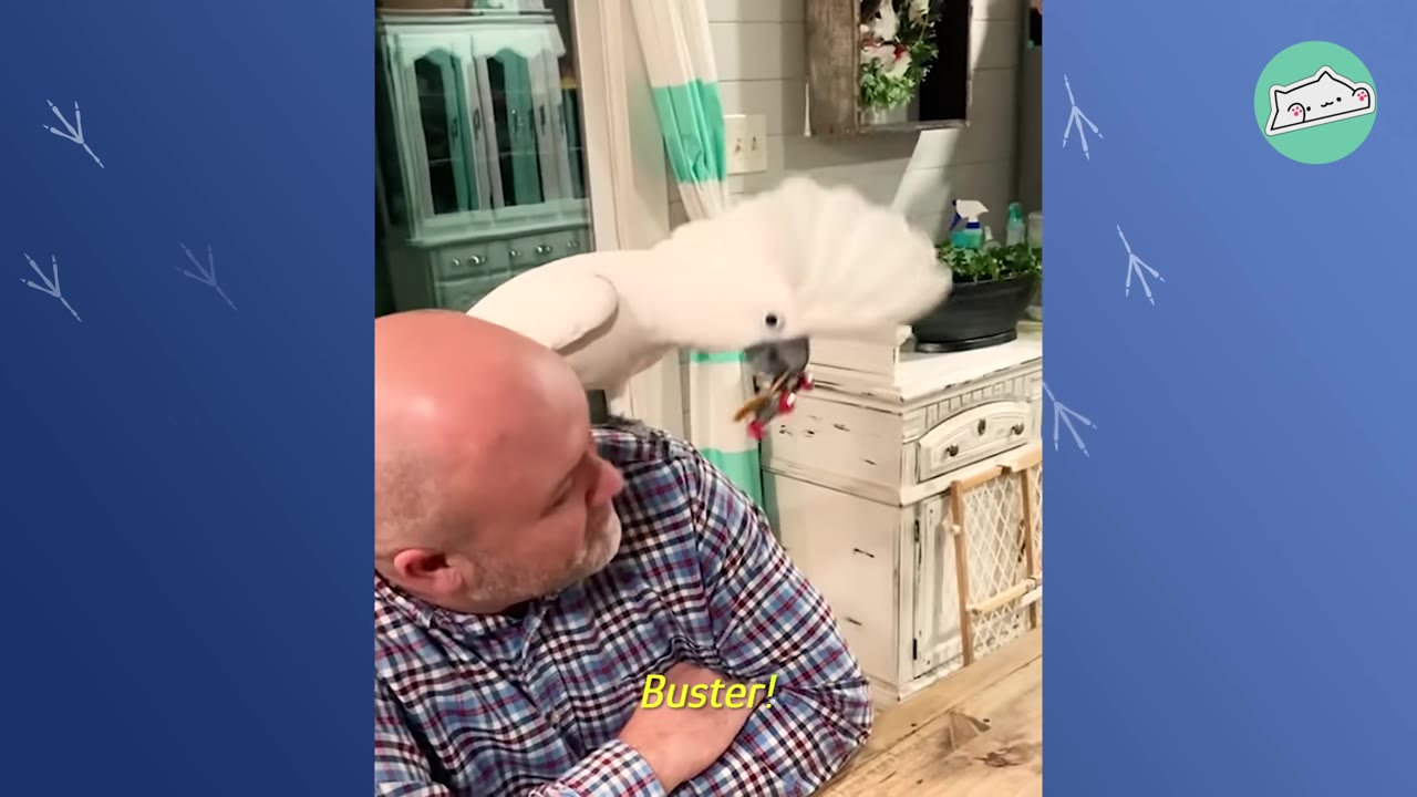 A bald man in a plaid shirt looks cautiously over his shoulder at a large white cockatoo perched on his back with its crest fully raised.