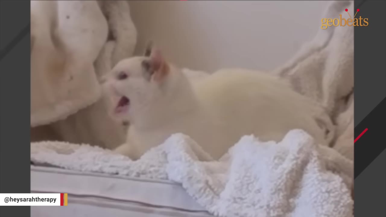 A white cat with its mouth open in a hiss or cry of fear, sitting among white blankets.