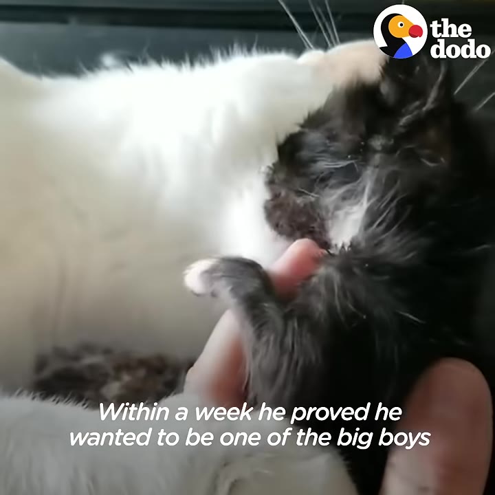A tiny black kitten plays with a larger white cat, with a human hand gently supporting the kitten.