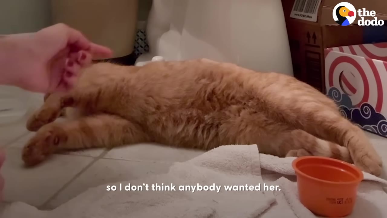 An orange tabby cat lies relaxed on its side on a tiled floor next to a white towel, while a person's hand gently pets its head.