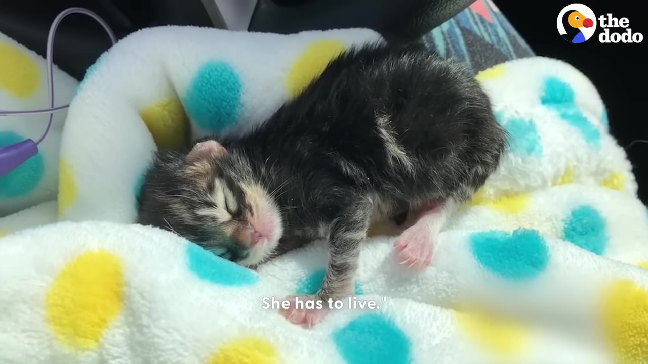 A tiny, sleeping tabby kitten lies curled up on a soft white blanket patterned with yellow and blue polka dots.