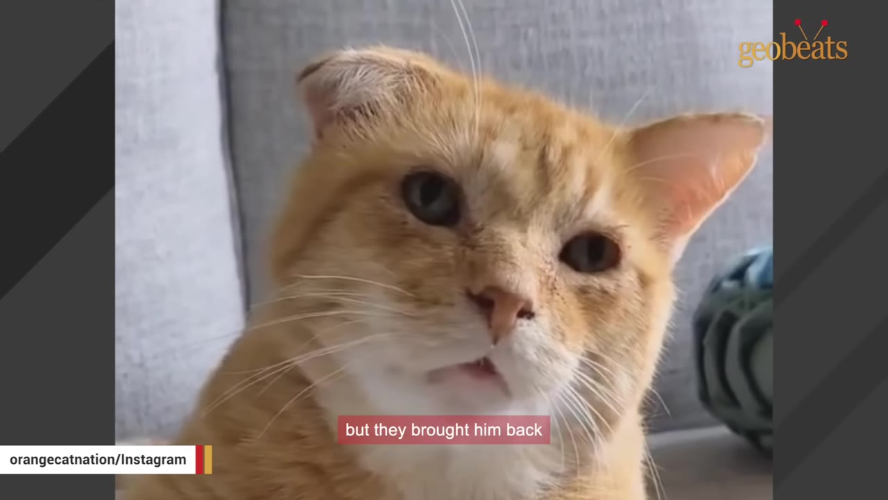 A close-up of an orange cat named Cheesy looking forward with a sad expression, with a caption reading 'but they brought him back'.