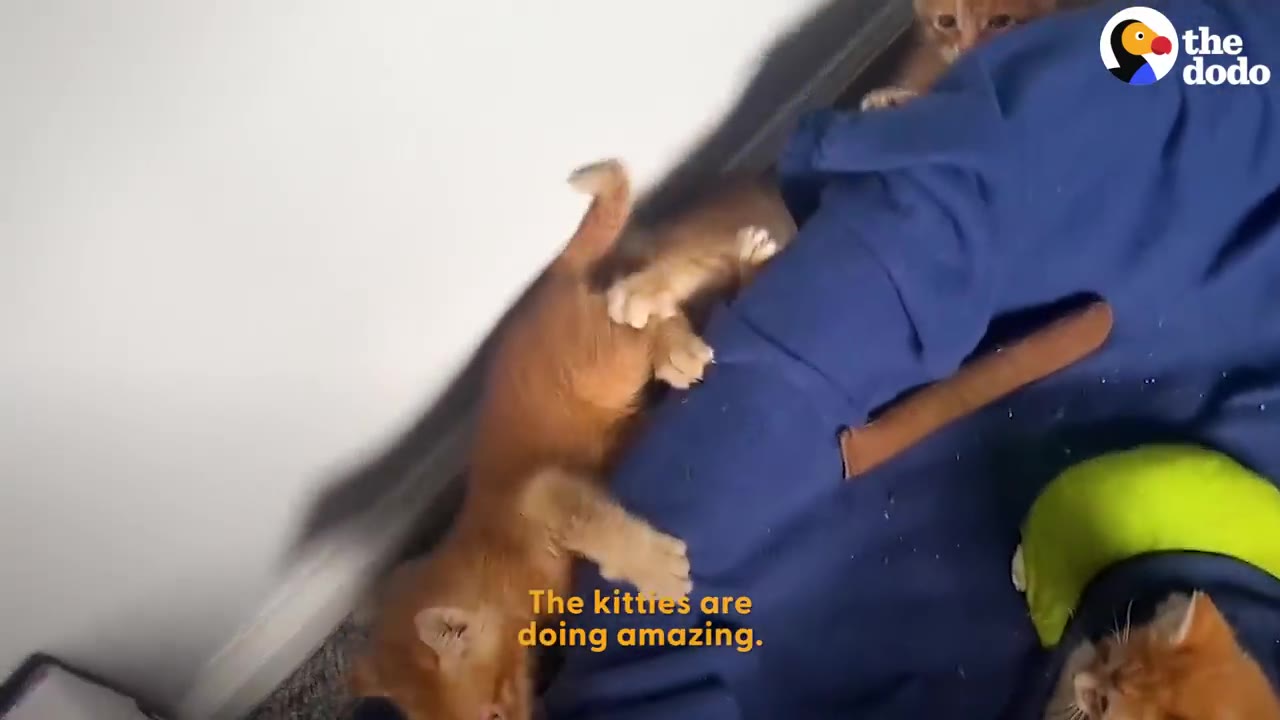Three small orange kittens climb and rest on a person's leg covered in blue fabric.