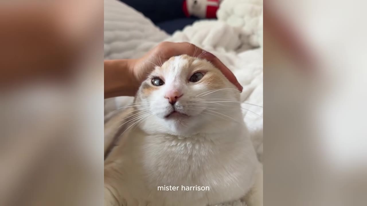A close-up of a white and tan cat named Mister Harrison being gently petted on the head by a person's hand.
