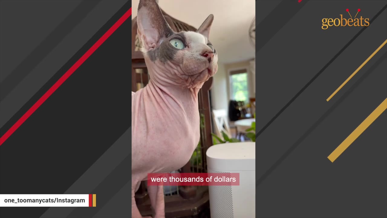 A close-up shot of a hairless Sphynx cat looking upwards with large green eyes.