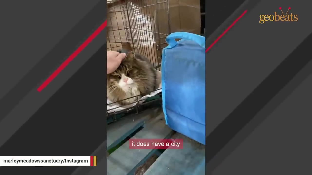 A hand gently pets a fluffy brown and white cat resting inside a wire cage next to a blue bag.
