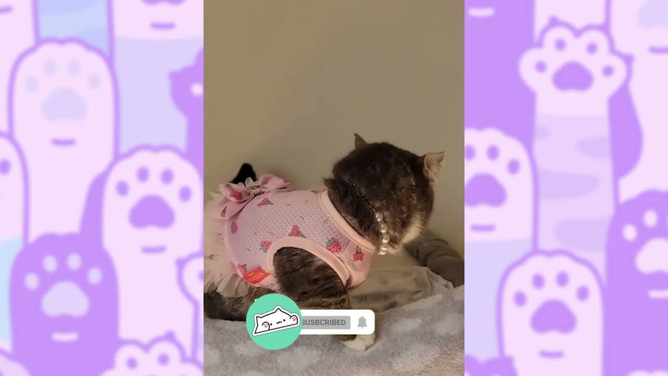 Video frame for Searching for Her Sister
