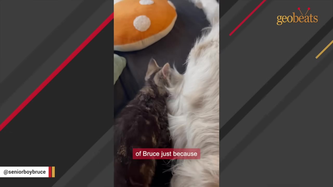 A small tabby kitten buries its face into the soft white fur of a golden retriever lying down next to it.