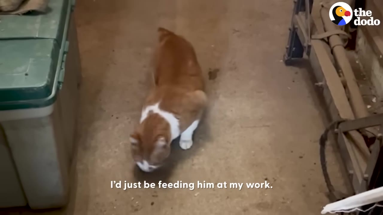 An orange and white cat walking on a concrete floor in a workplace setting.